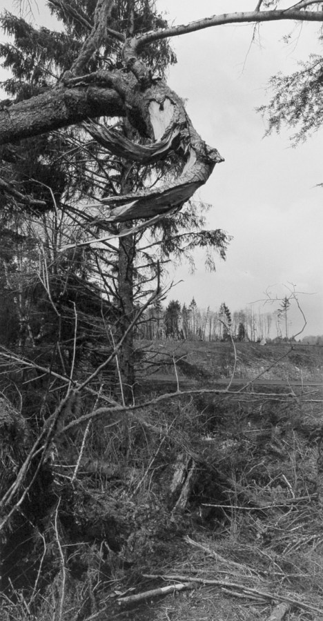 Black-and-white vertical photograph of broken trees and a line of trees visible on the horizon