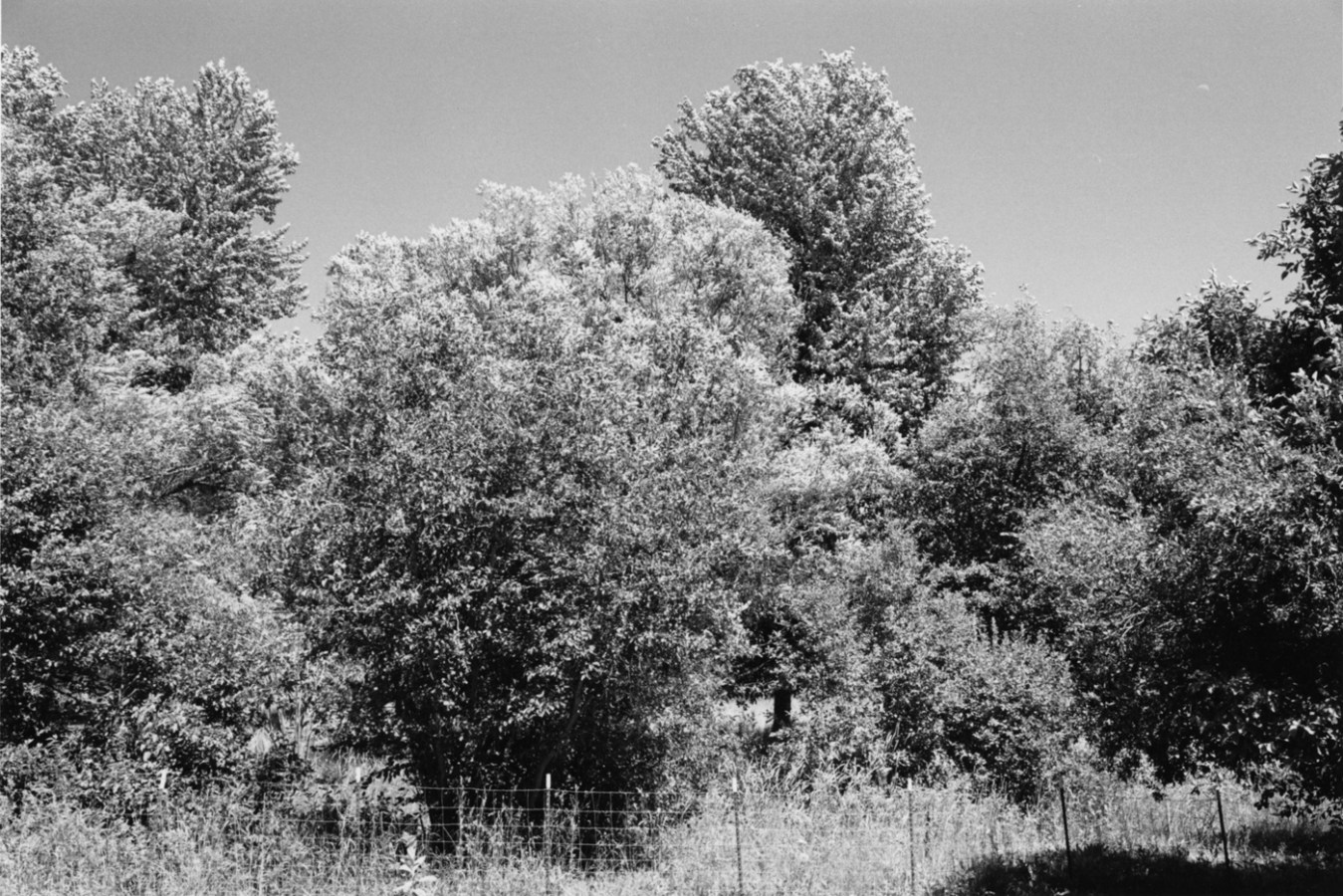 Black-and-white photograph with trees and a wire fence