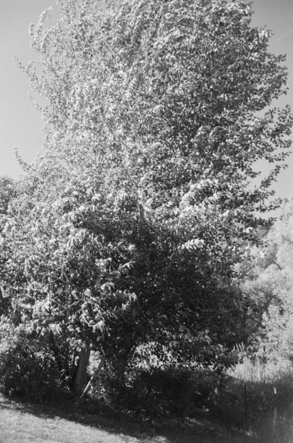 Black-and-white vertical photograph of a tree at a tilted angle