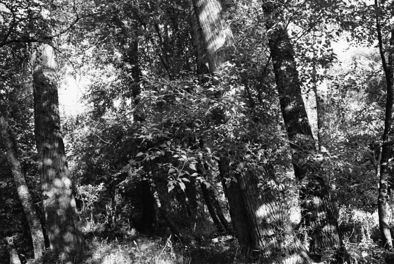 Black-and-white photograph of tree trunks