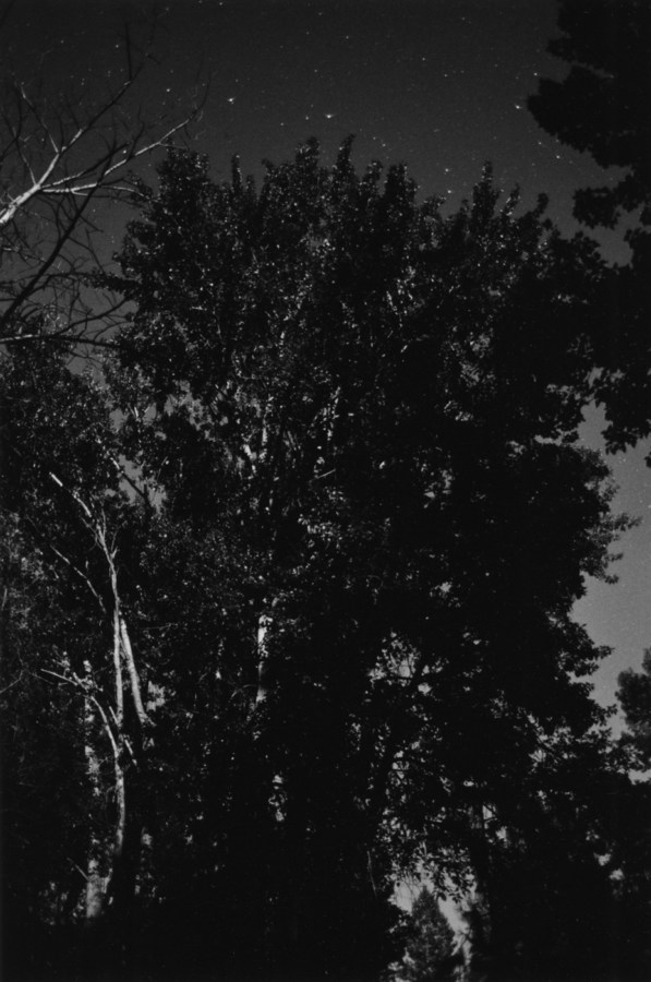Black-and-white vertical photograph of a silhouette of a tree at night