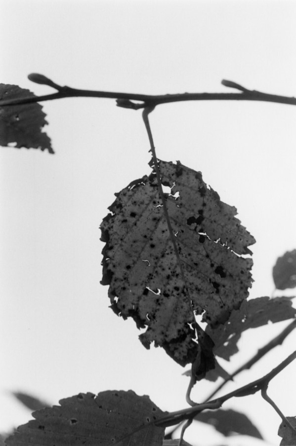 A black and white close-up photograph of a leaf on a branch