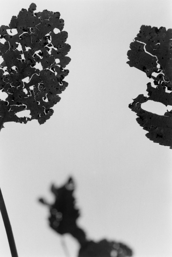 Black-and-white vertical photograph of tree branches and leaves against a brightly lit sky