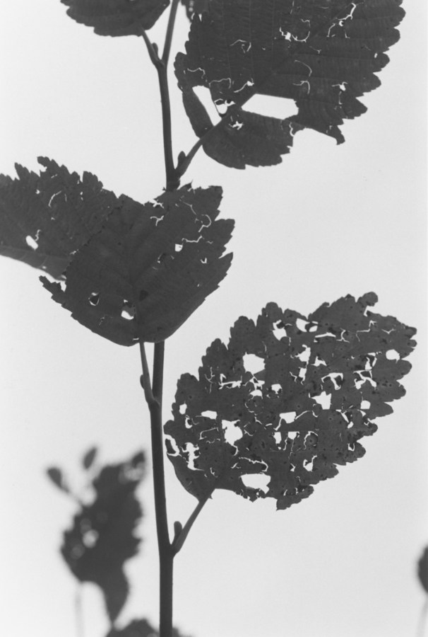 Black-and-white vertical photograph of tree branches and leaves against a brightly lit sky