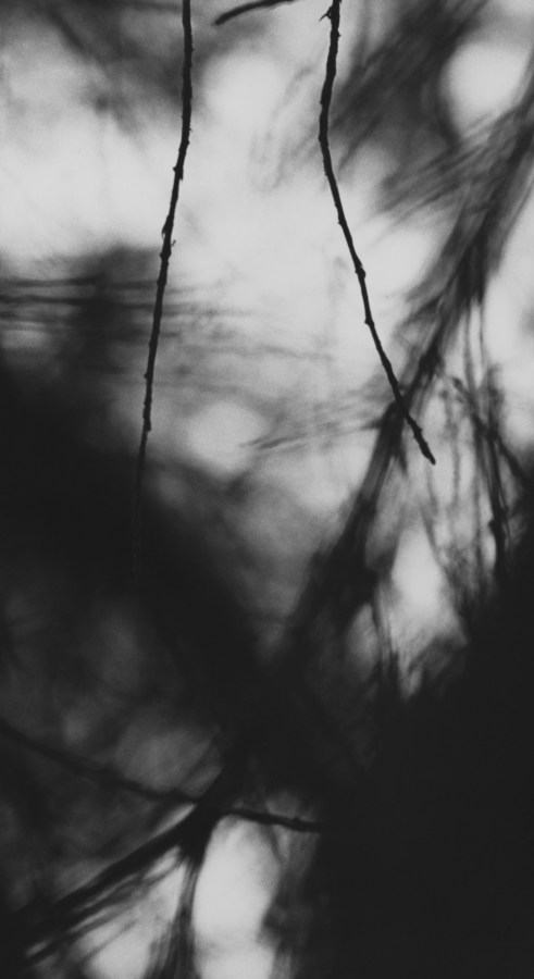 Black-and-white photograph of two thin bare branches against a blurred background of pine branches