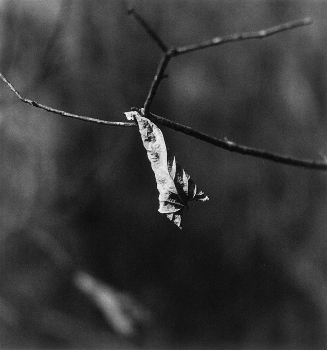Black-and-white photograph of a dried leaf impaled on a bare branch