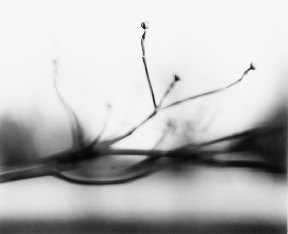 Black-and-white photograph of a thin branching twig in focus against a blurred background