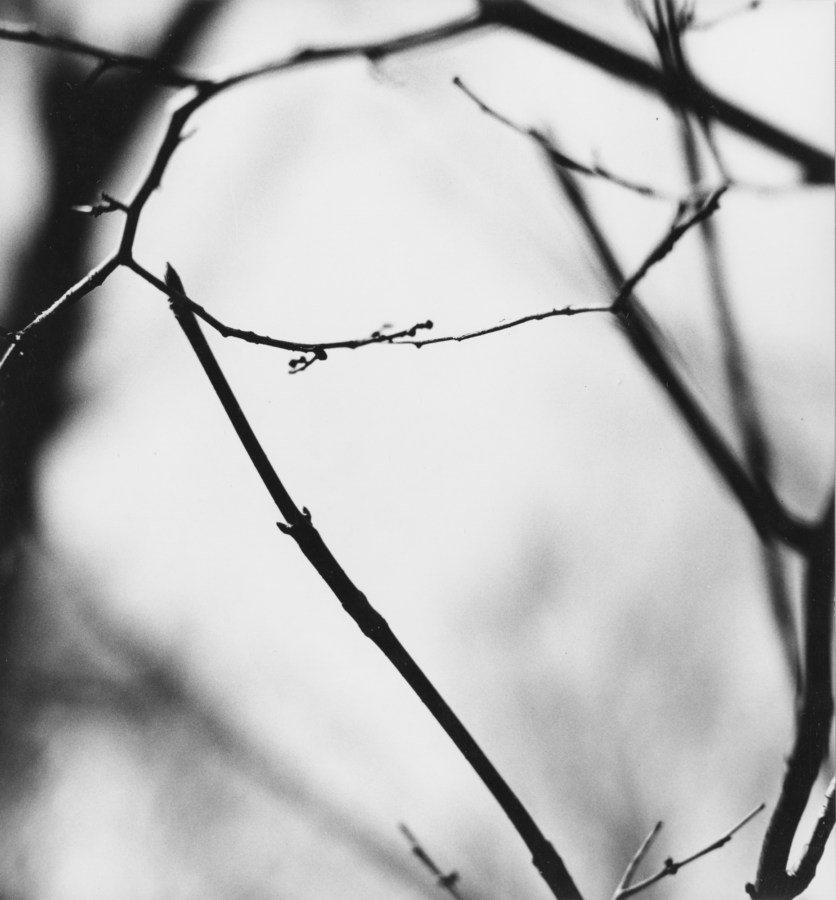 Black-and-white photograph of thin budding tree branches against a blurred background