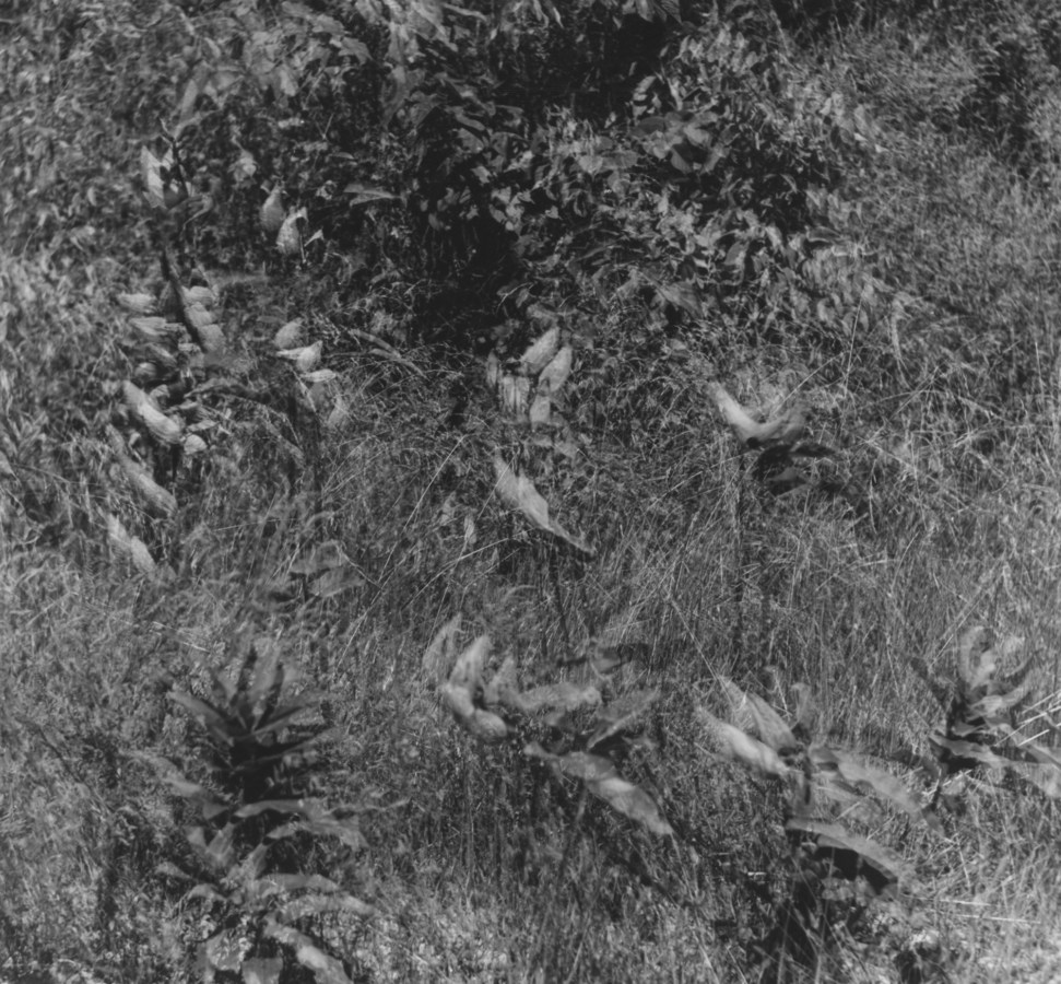 Black-and-white multiple-exposure photograph of short leafy plants standing in grass