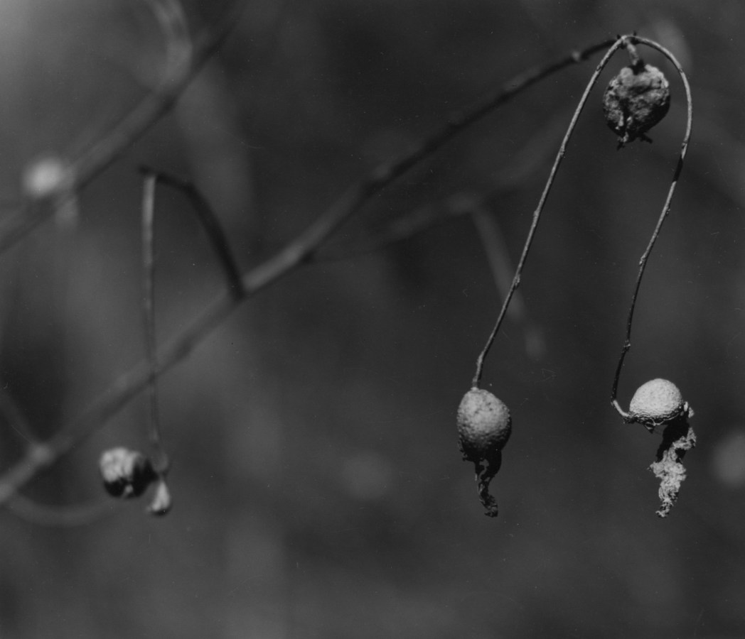 Black-and-white photograph of dried buds on thing tree branches