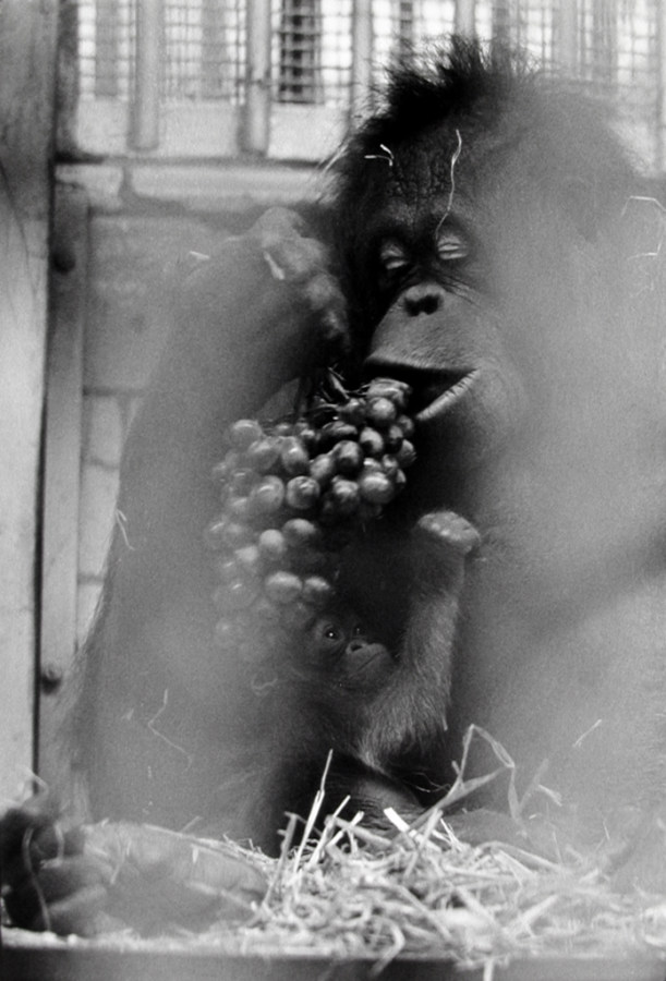 Black-and-white photograph of a chimpanzee holding a bunch of grapes over its young reaching for them