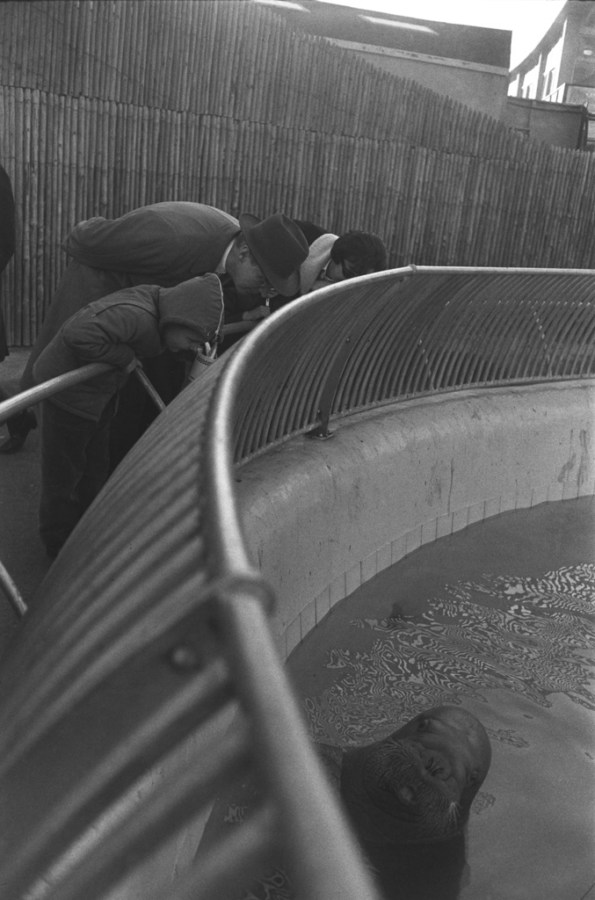 Black-and-white photograph of three aquarium visitors peering over a fence at a walrus surfacing from the water