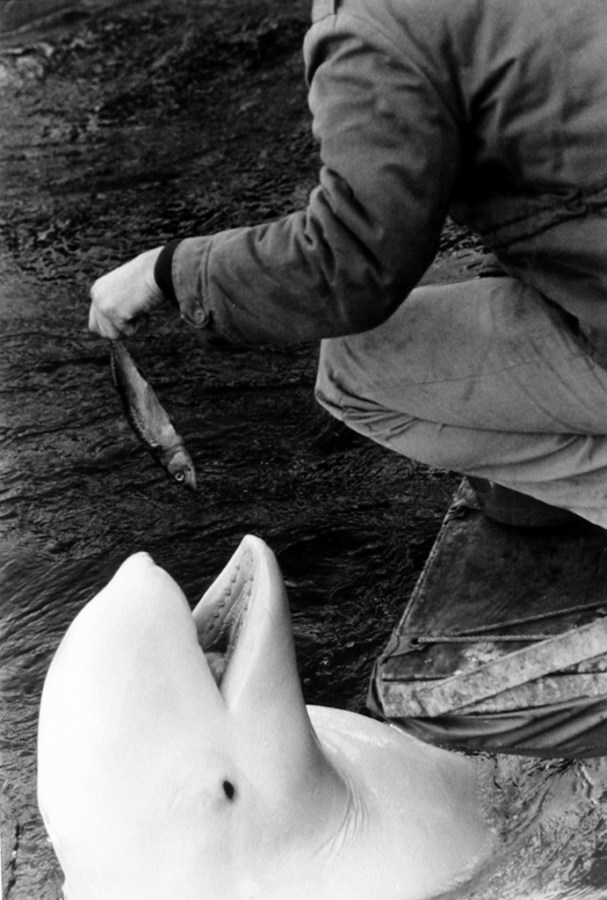 Black-and-white photograph of a keeper crouching to feed fish to a beluga whale