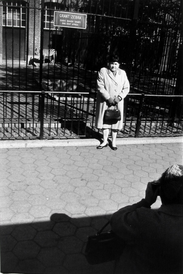 Black-and-white photograph of a woman having her photograph taken in front of a zoo's zebra enclosure