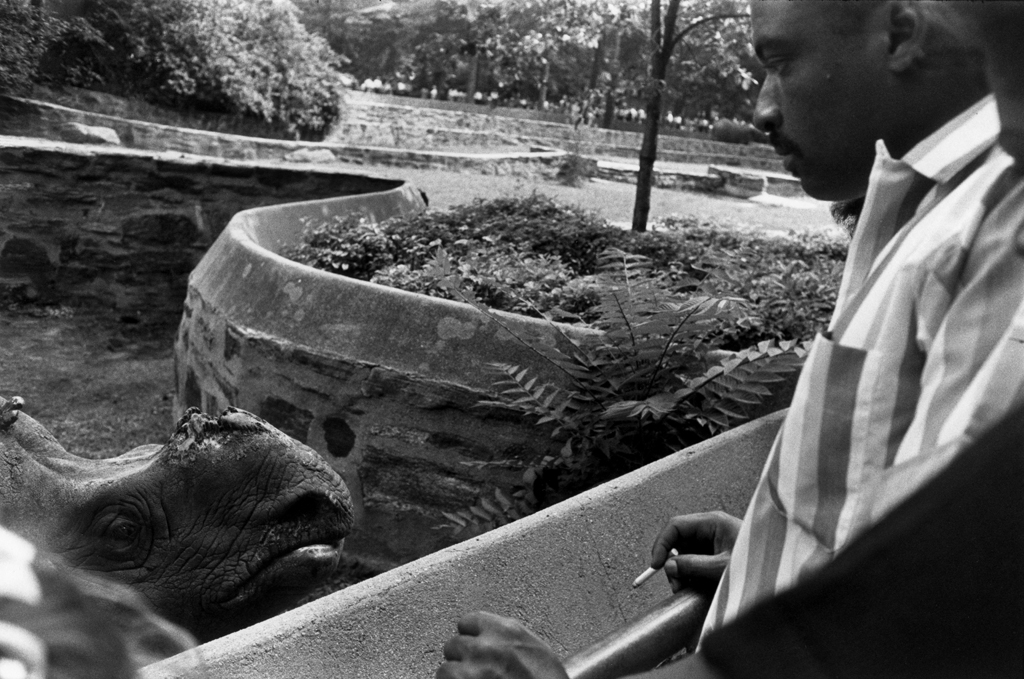Black-and-white photograph of a man encountering a rhinoceros peering out of its enclosure at him