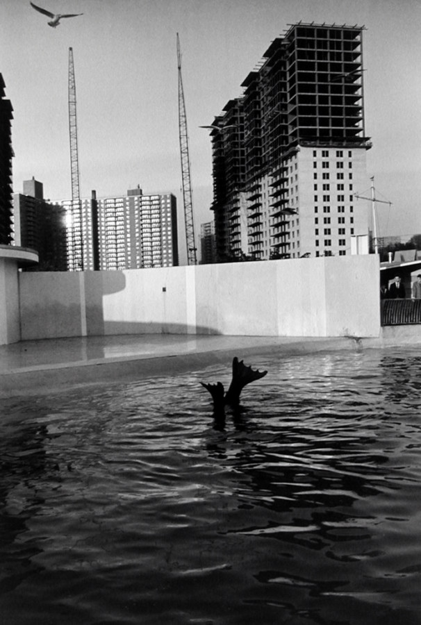 Black-and-white photograph of a sea lion's hind flippers raised above the water in a cement enclosure