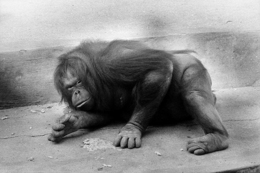Black-and-white photograph of an orangutan hunched over on the ground looking up at the viewer