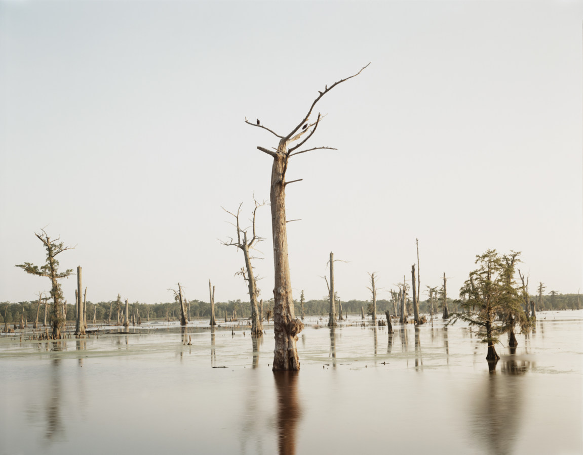 Color photograph of two birds sitting in the branches of a dead tree amid broken off stumps in standing water