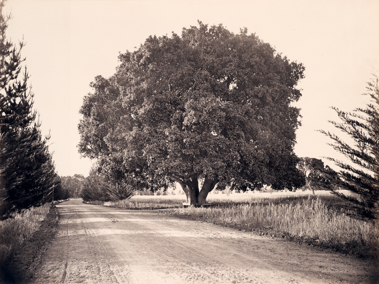 Carleton E. Watkins: Discoveries | Fraenkel Gallery