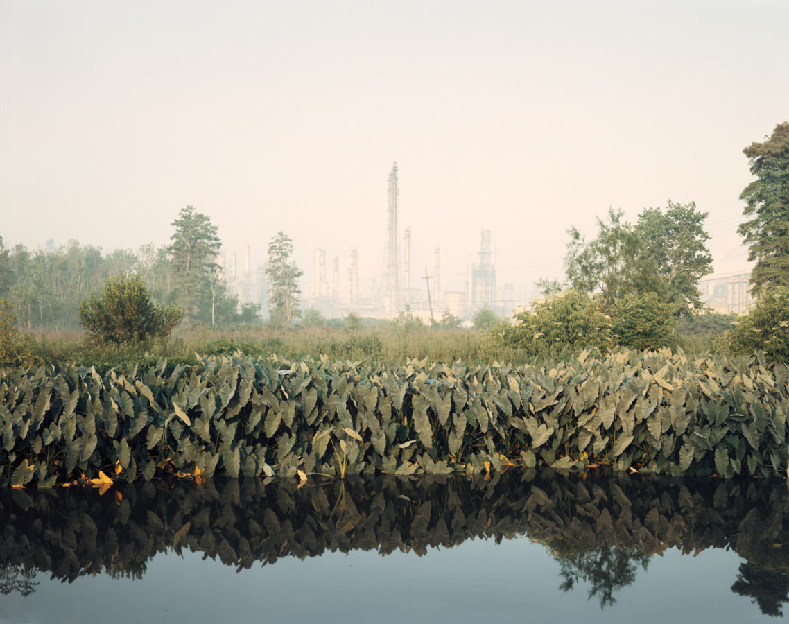 Color photograph of a large leafy plant running along a water-filled ditch in front of a haze-covered power plant