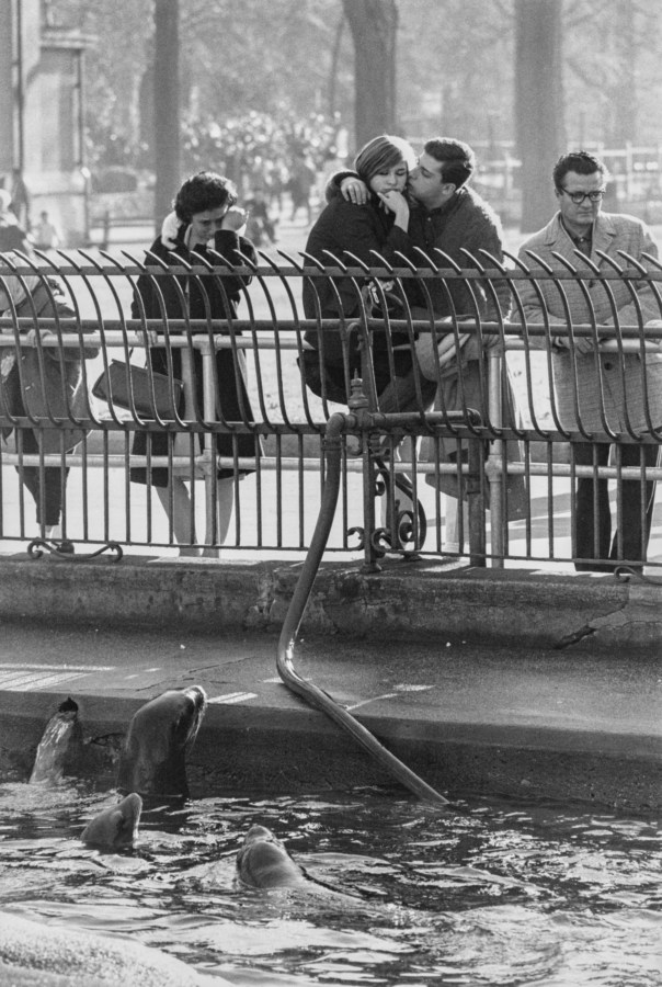 Black and white photograph of a couple watching sea lions swim in the water below behind a metal fence