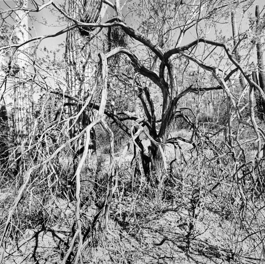 Black and white photograph of tangled bare tree branches with cacti in the background