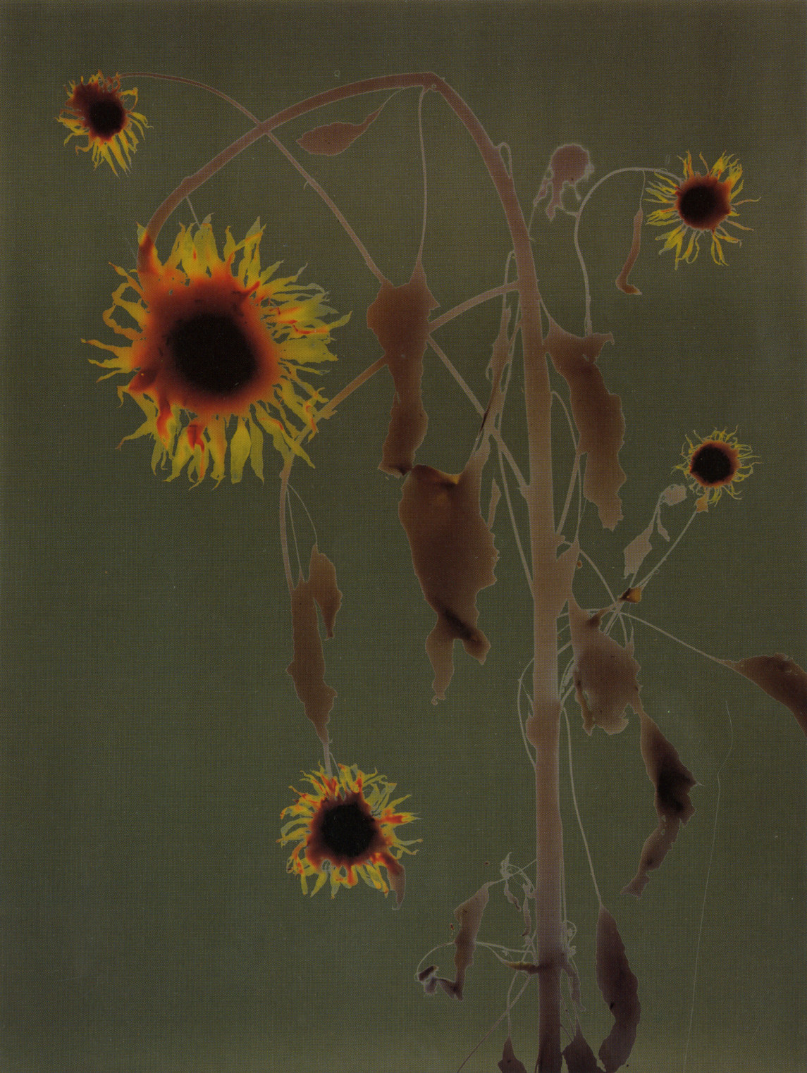 Adam Fuss | Fraenkel Gallery