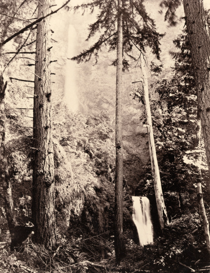 Black and white photograph of a waterfall in a pine forest