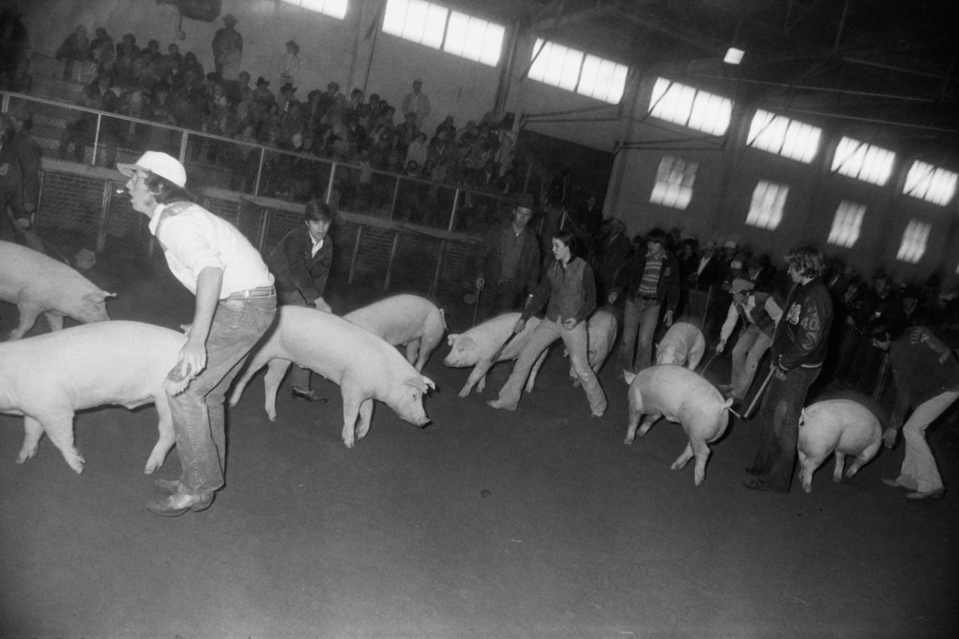 Black-and-white photograph of people rounding up pigs in a pig pen before a crowd in the bleachers