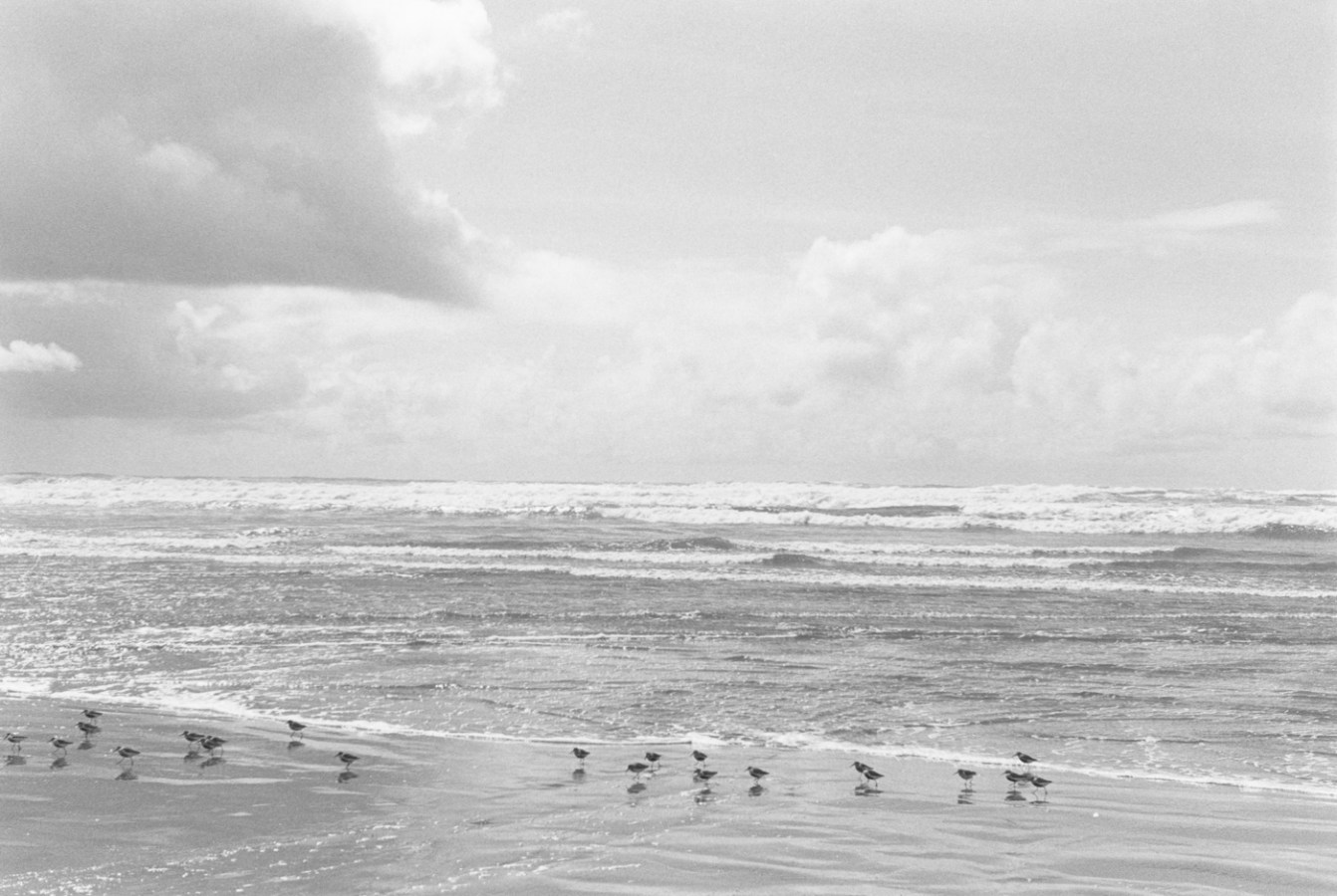 Black-and-white horizontal photograph of birds on a beach
