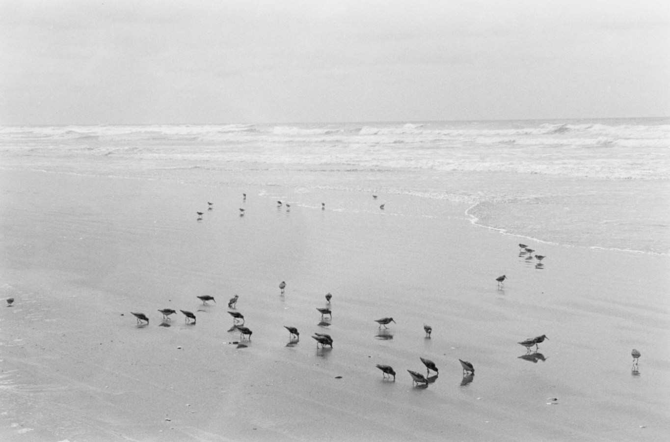 Black and white horizontal photograph of birds on a beach