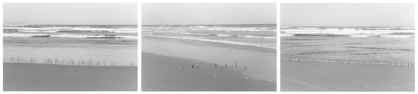 Three black-and-white horizontal photograph of birds on a beach