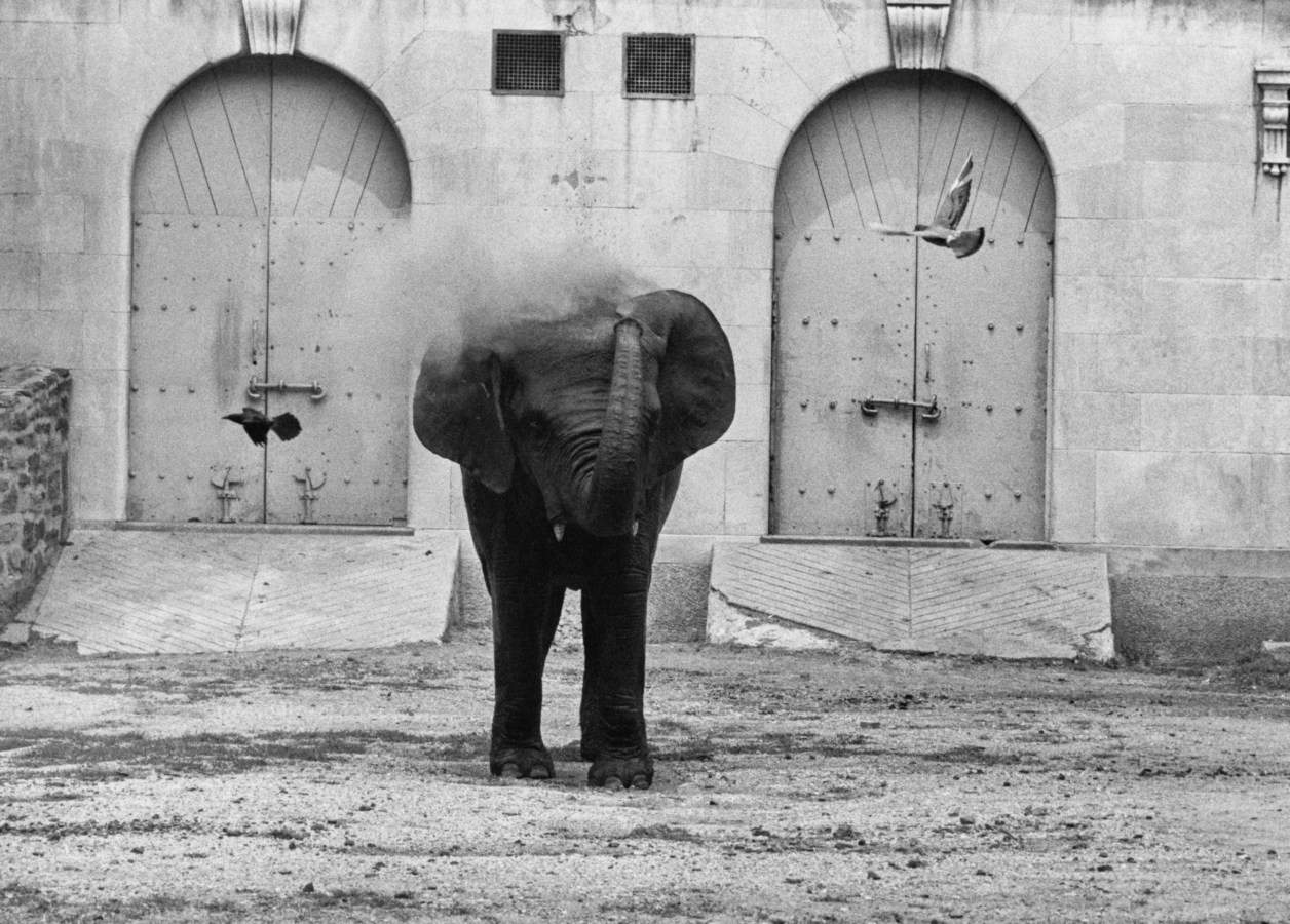 Black-and-white photograph of an elephant spraying dust over its body with its trunk