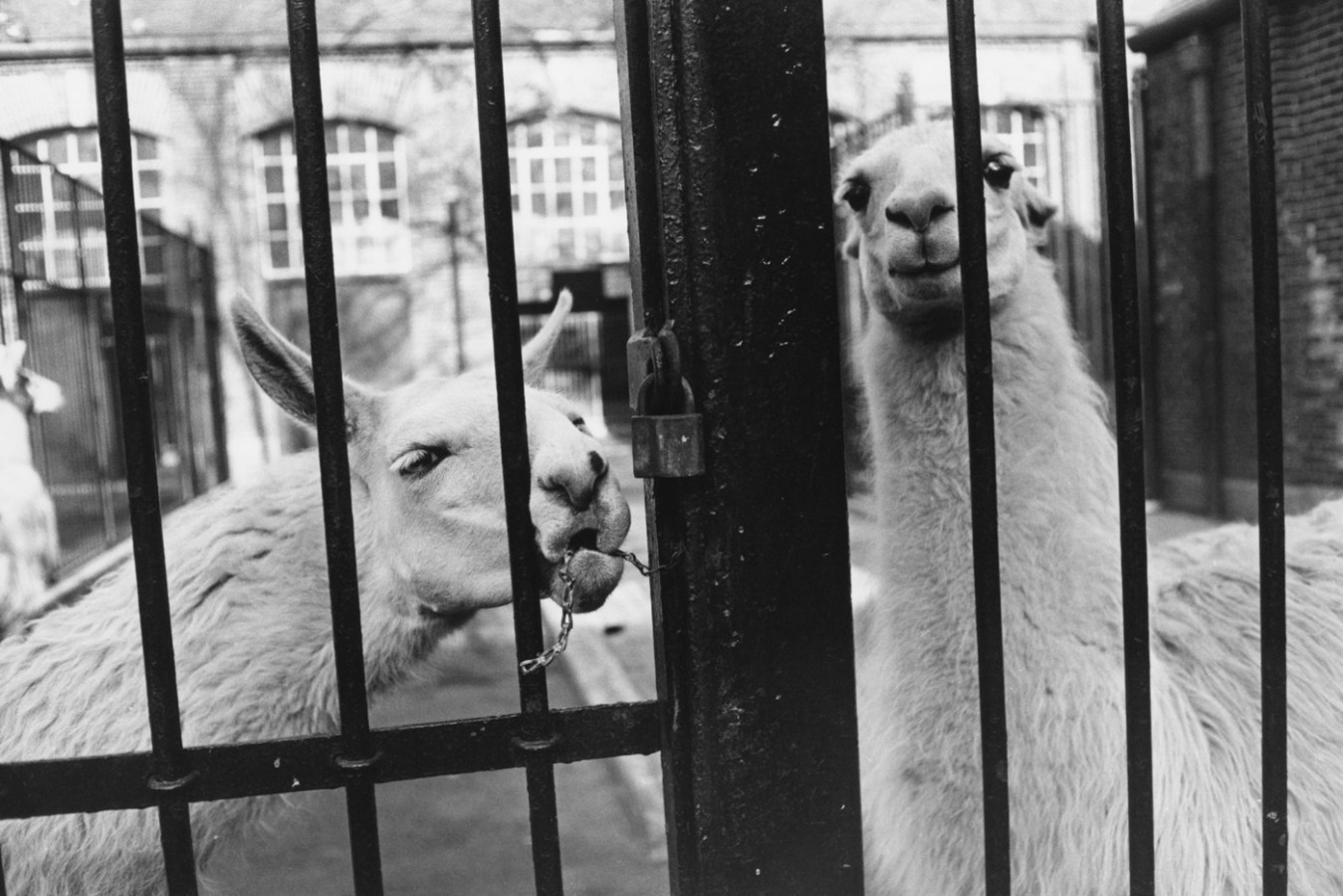 Black-and-white photograph of two llamas behind a locked iron gate
