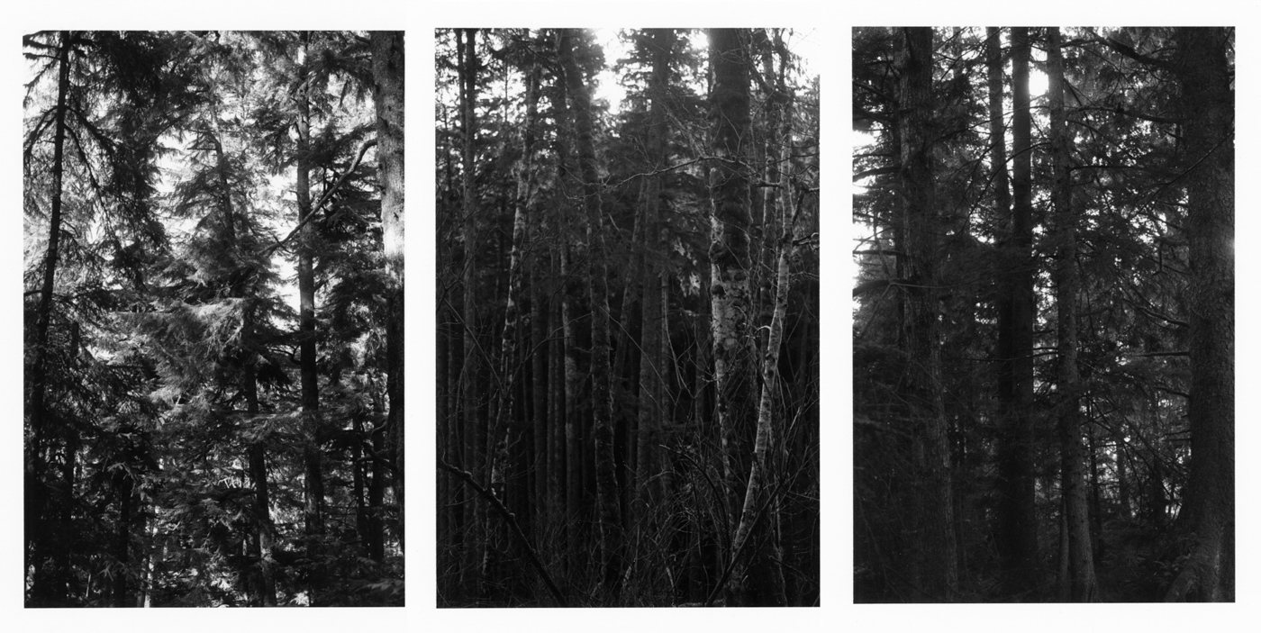 Three black-and-white vertical photographs showing tree trunks in a dense forest