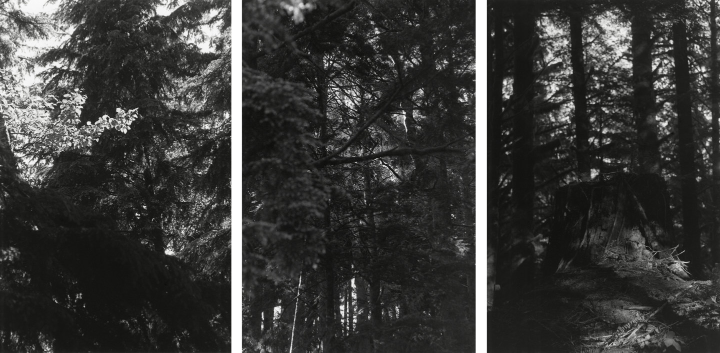 Three black-and-white vertical photographs showing details of tree branches tree trunks, and a stump in a dense forest