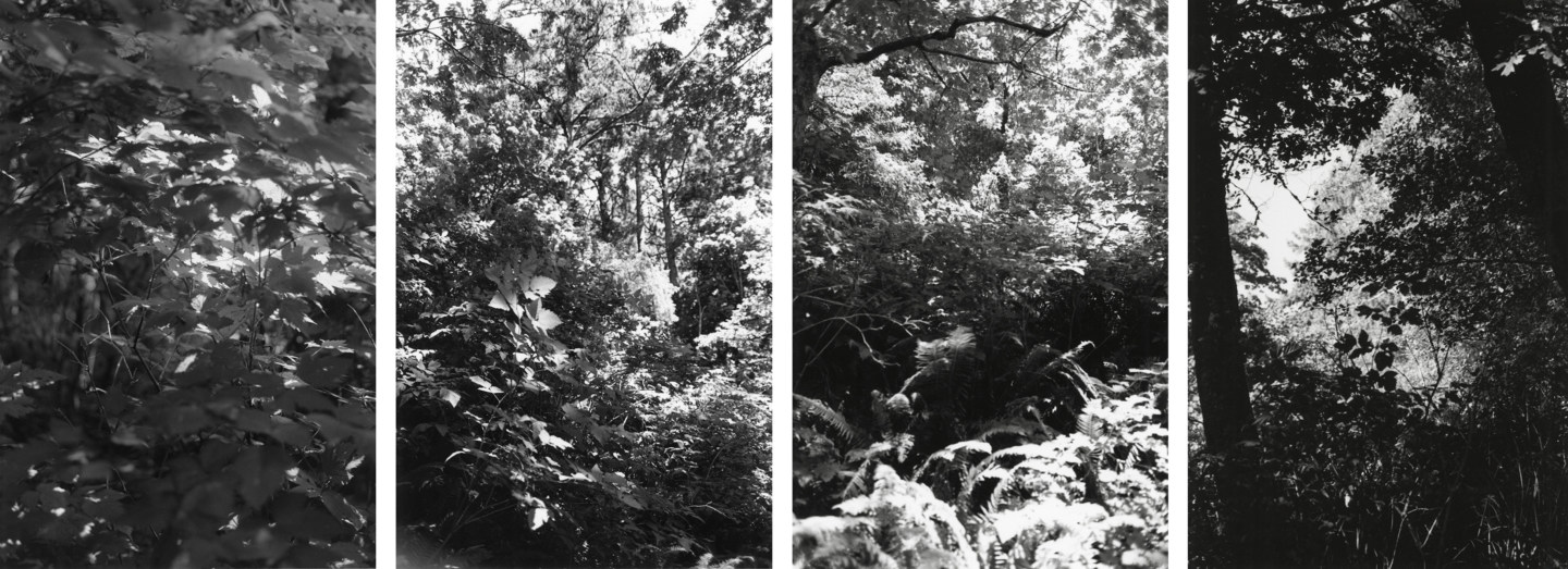 Four black-and-white vertical photographs showing details of leaves and tree trunks in a dense forest