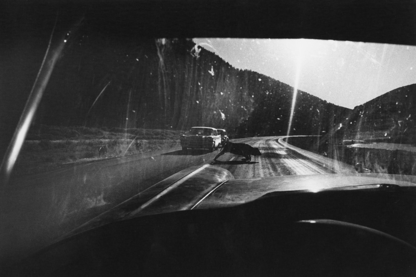 Black-and-white photograph taken through a car's front windshield of a calf crossing the road