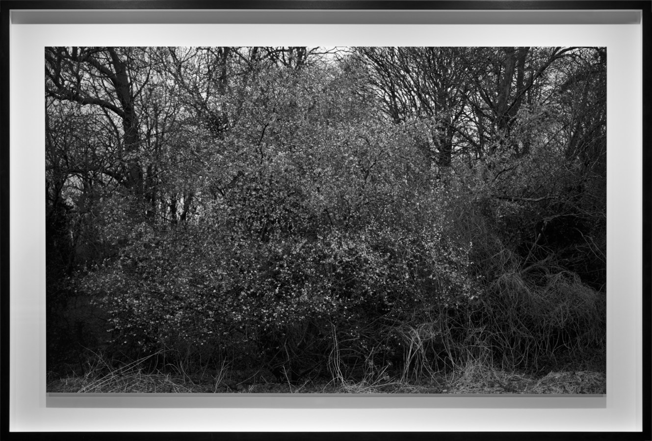 Black-and-white photograph of a low shrub against bare trees