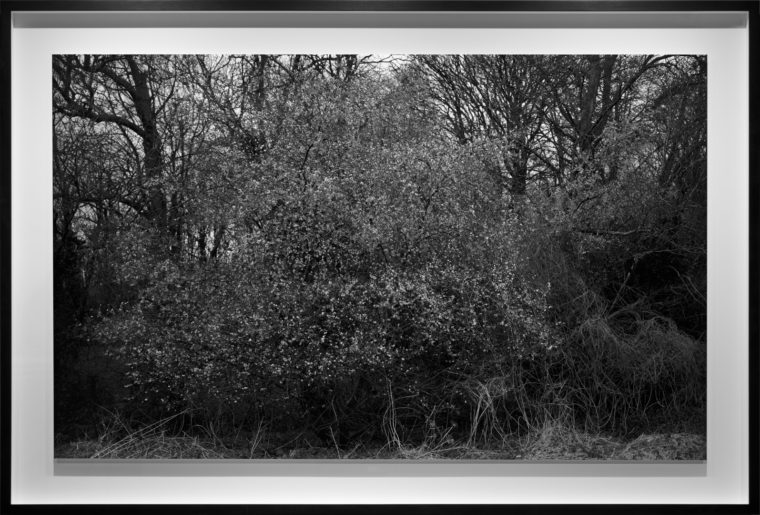 A roadside attraction, 2013, gelatin-silver contact print