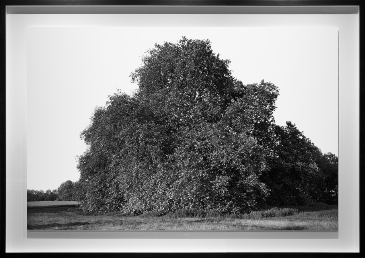 Black-and-white photograph of a large tree in a pasture with leafy branches reaching the ground