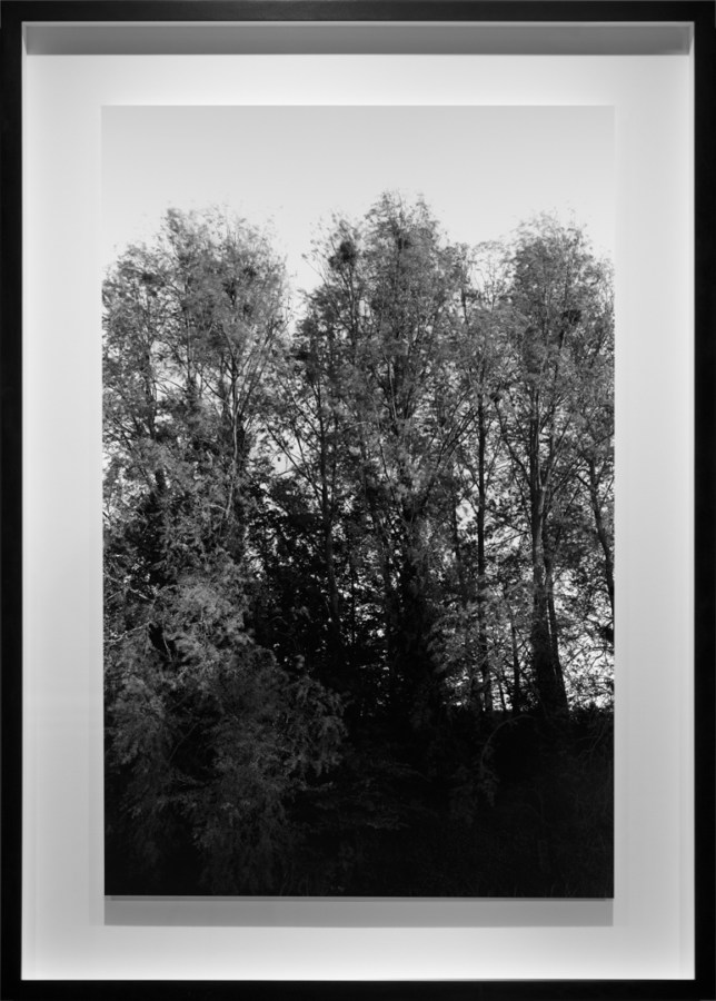 Black-and-white photograph of trees with nests perched in the upper branches