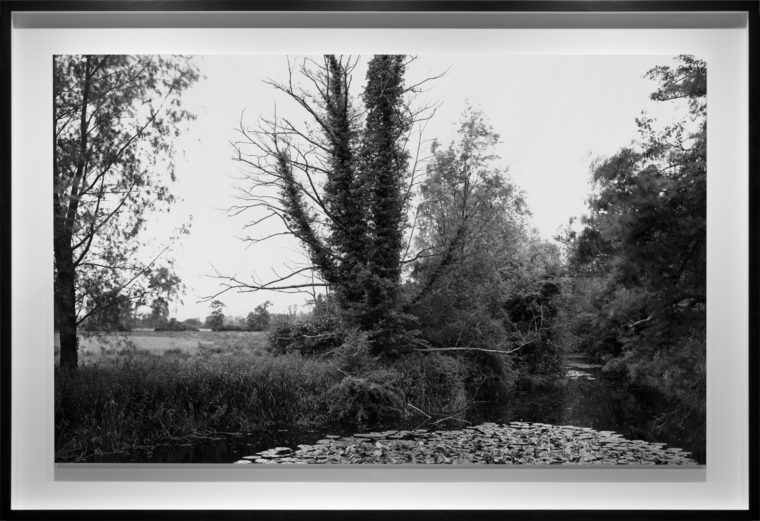 The river Stour from deadman’s bridge near Flatford. (Summer), 2013, gelatin-silver contact print