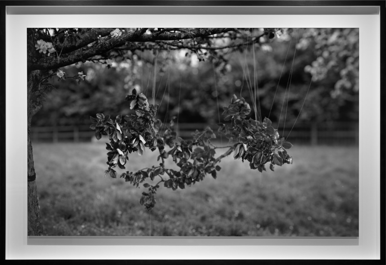 Black-and-white photograph of leafy branches suspended from a tree branch with thin filaments