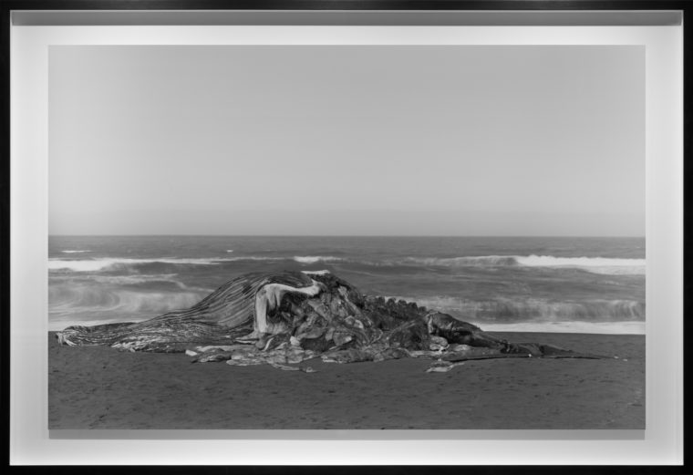 Whale, Pacifica, 2015, gelatin-silver contact print