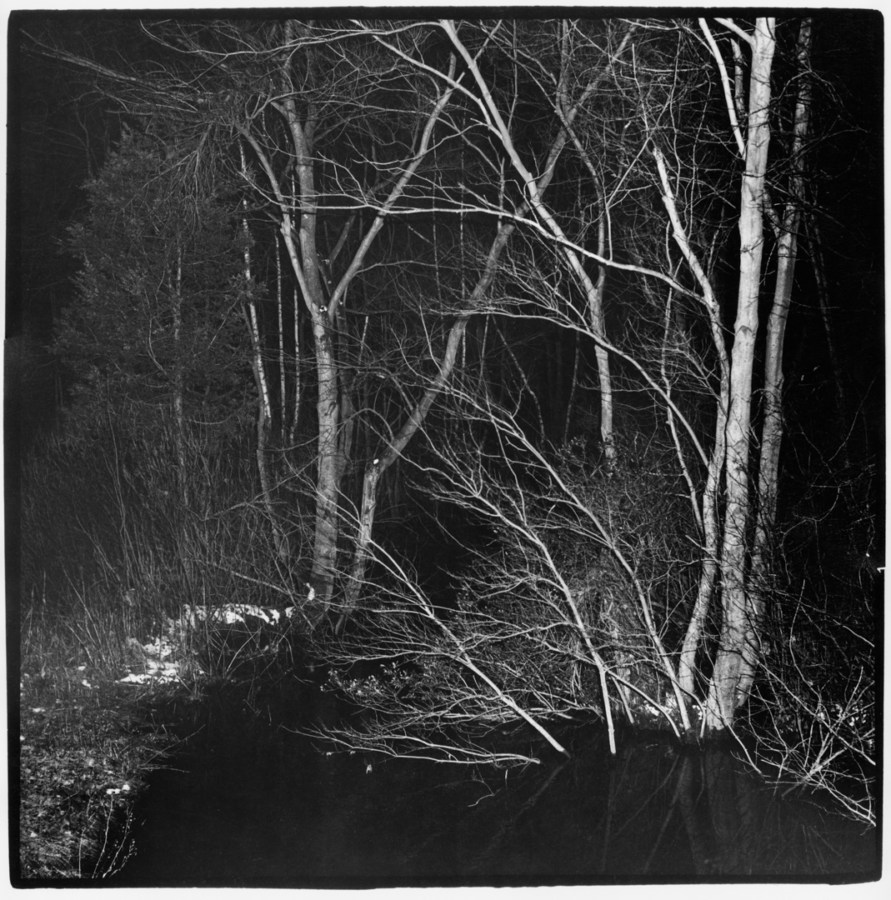 Black-and-white photograph of thin bare trees lit up with a camera flash at night
