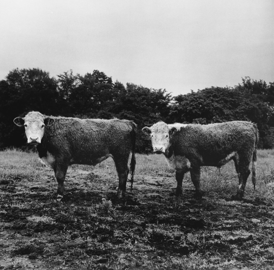 Black-and-white photograph of two cows with white faces standing sideways with their heads turned to the viewer