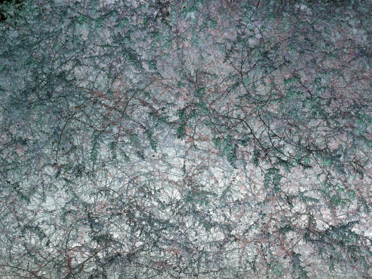 Inverted color close-up photograph of the texture of brush and low-lying plant life
