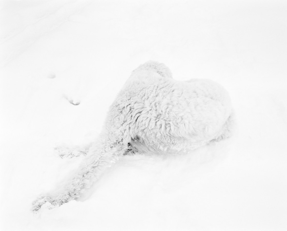 Black and white photograph of a white dog facing away from the camera in the snow