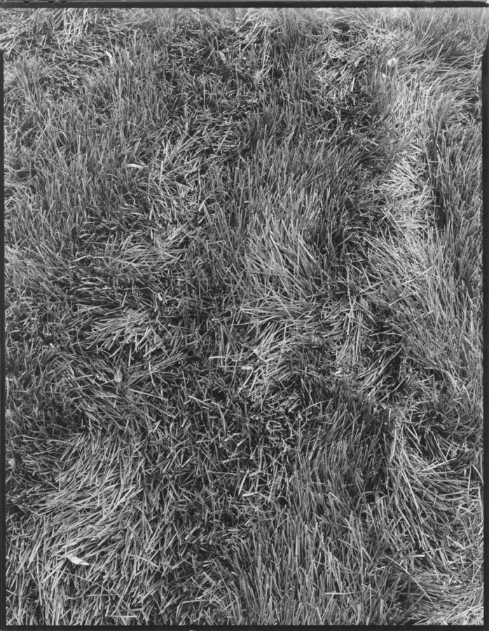 Black and white photograph of grass